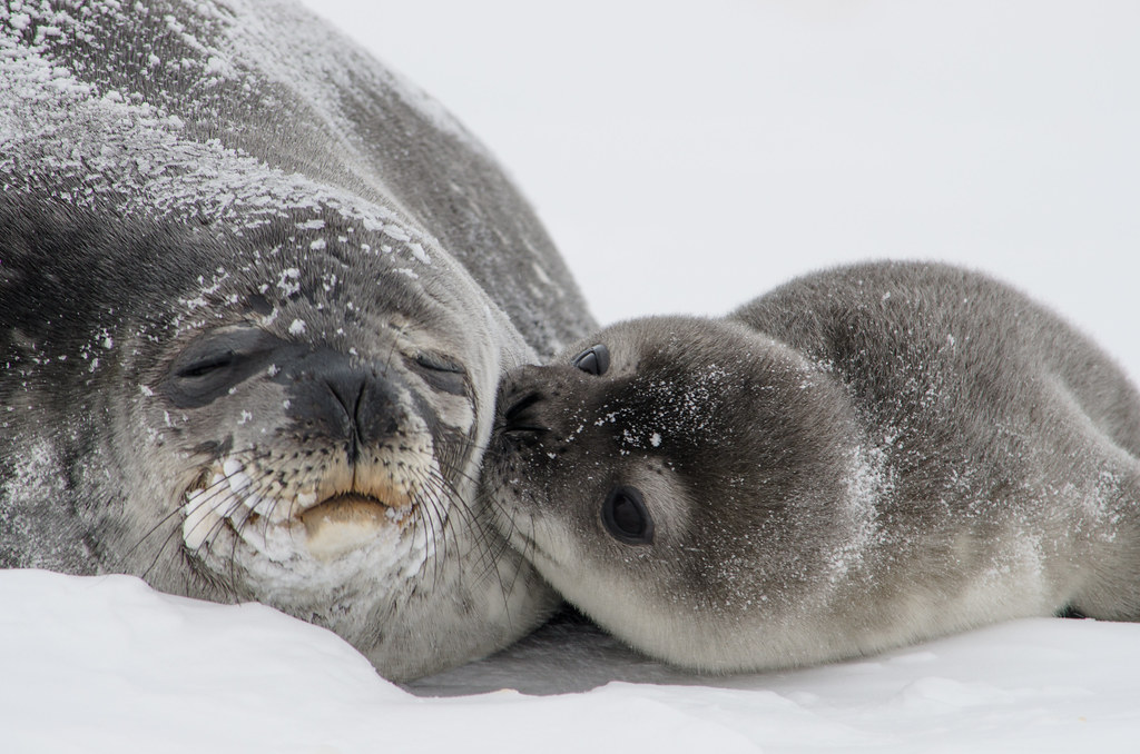 Seals