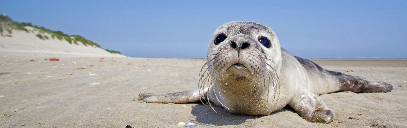 Seal on the beach