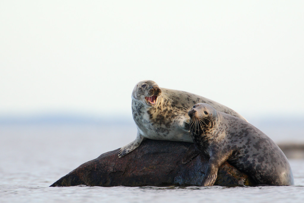 Talking seals
