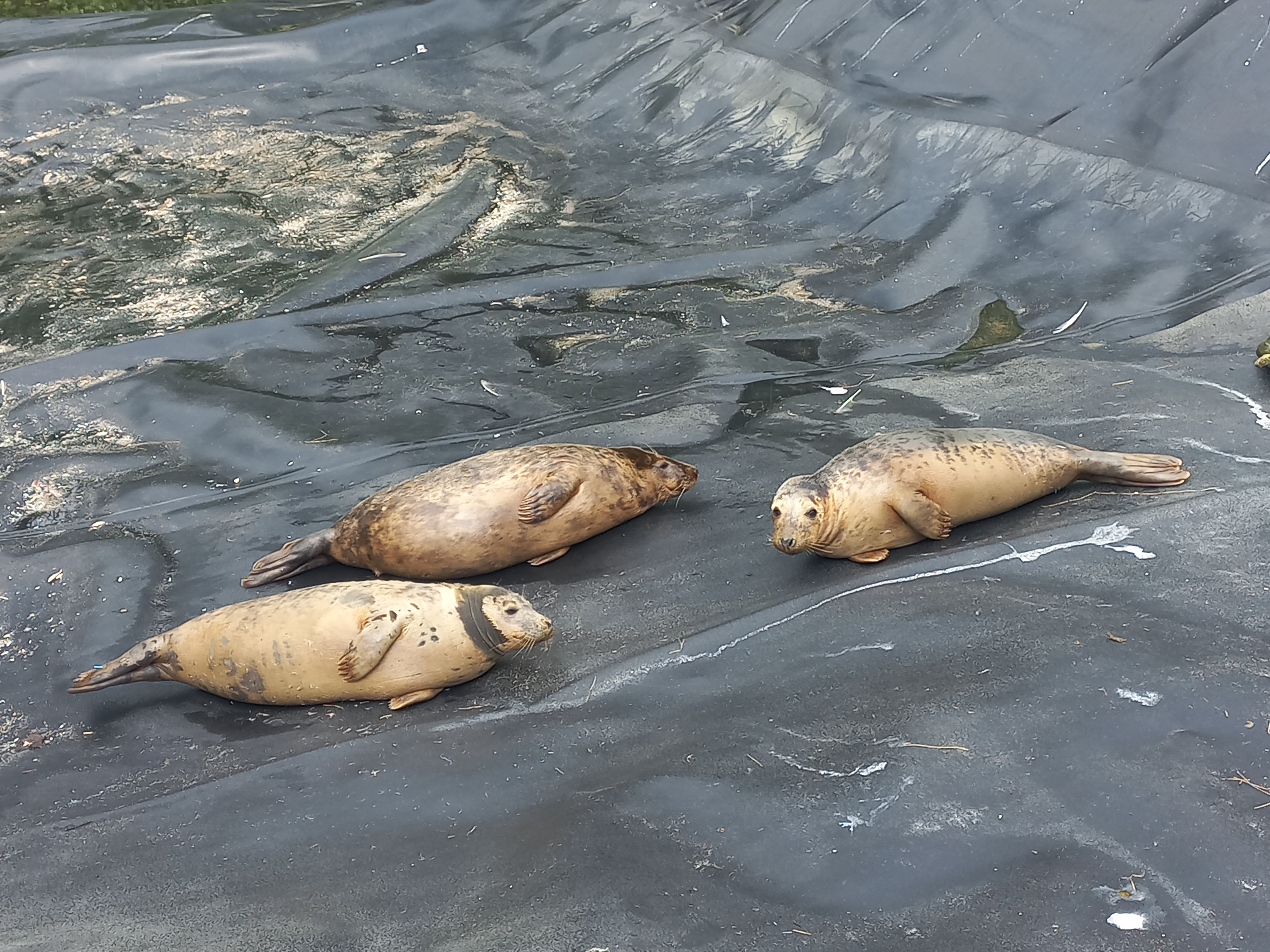 Seal Rescue Ireland