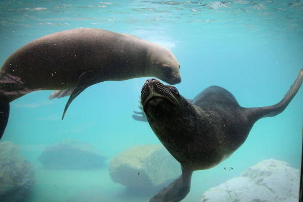 Sea Lions